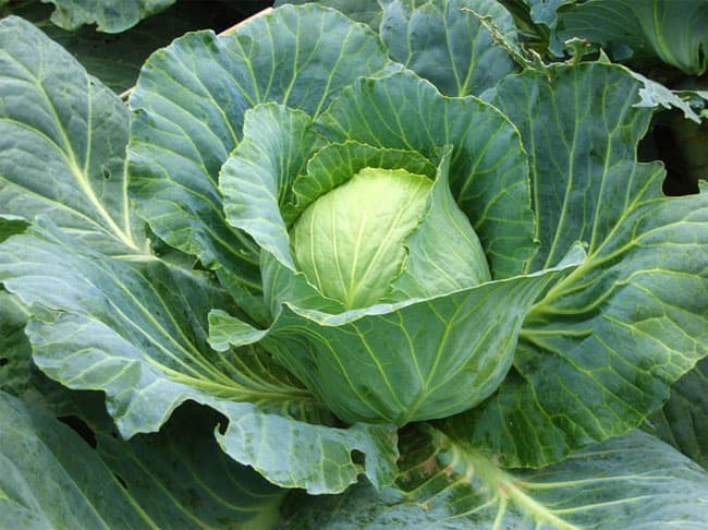 Cabbage Amager